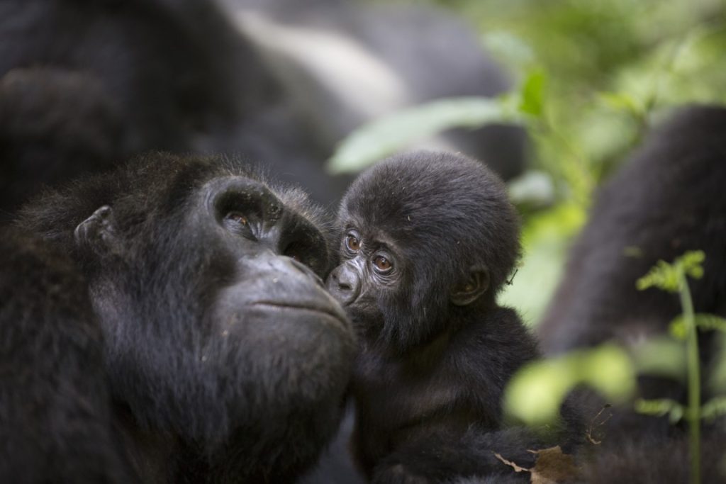 Mountain gorilla resting in the lush forests of Bwindi Impenetrable National Park during a Uganda safari with Etuko Safaris.