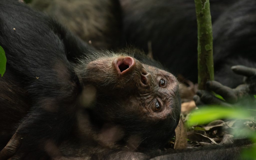 Chimpanzee with mouth open on Ngamba Island, Uganda, displaying expressive behavior in a sanctuary dedicated to chimpanzee conservation.