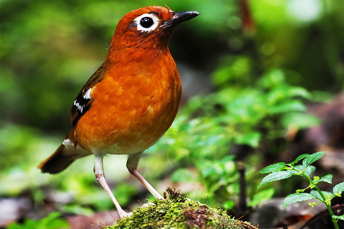 "A rare Kivu ground thrush perched on a mossy branch in Bwindi Impenetrable Forest, Uganda—captured during a birdwatching safari.