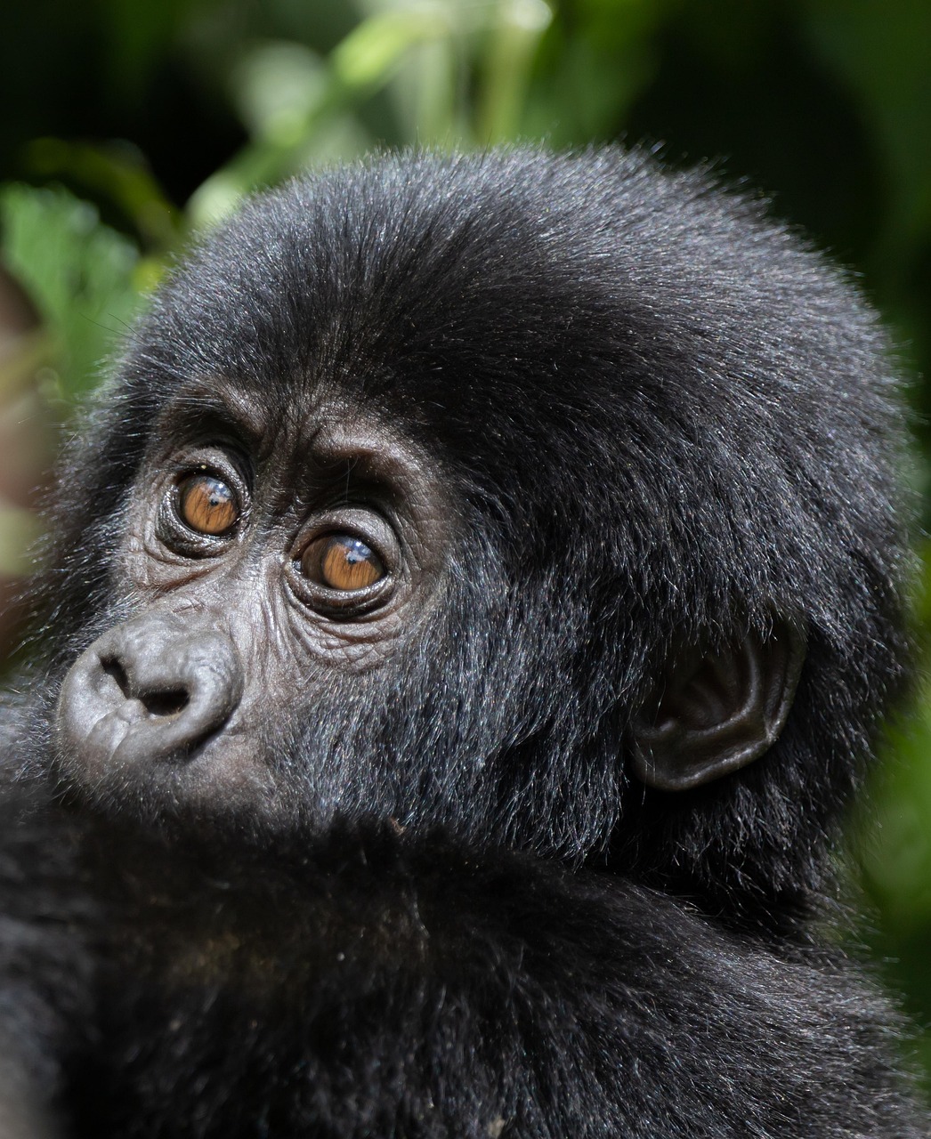 "A baby mountain gorilla nestled in the lush greenery of Bwindi Impenetrable Forest, Uganda—captured during a gorilla trekking safari."